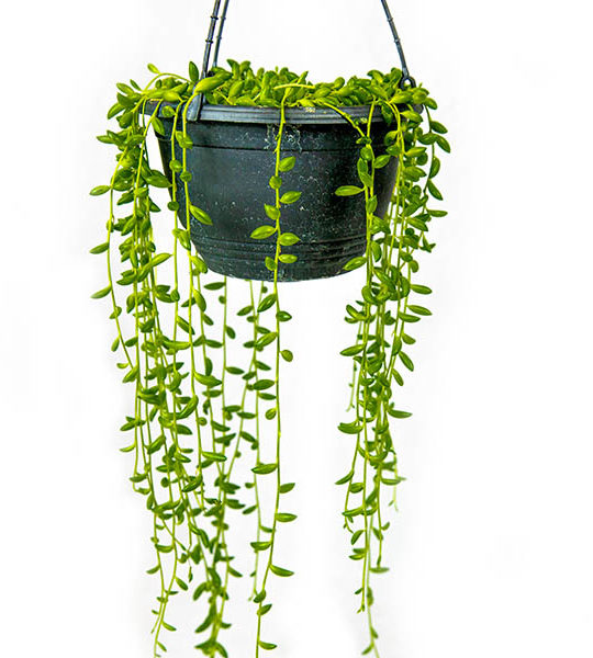 Passion Fruit LnJ Garden passion-fruit-lnj-garden